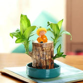 GARDINO Brazilian Lucky Bamboo Live Plant | Good Luck Plant | Lucky Brazil Wood Plant | Healthy Indoor Feng Shui Plant For Home Decor Gardino