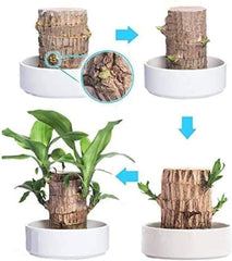 GARDINO Brazilian Lucky Bamboo Live Plant | Good Luck Plant | Lucky Brazil Wood Plant | Healthy Indoor Feng Shui Plant For Home Decor Gardino