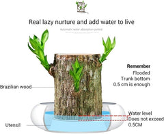 GARDINO Brazilian Lucky Bamboo Live Plant | Good Luck Plant | Lucky Brazil Wood Plant | Healthy Indoor Feng Shui Plant For Home Decor Gardino
