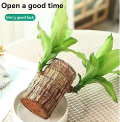 GARDINO Brazilian Lucky Bamboo Live Plant | Good Luck Plant | Lucky Brazil Wood Plant | Healthy Indoor Feng Shui Plant For Home Decor Gardino