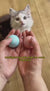 Smart LED 360° Interactive Cat Toy Ball, Obstacle-Avoiding Rechargeable LED Light Toy for Cats